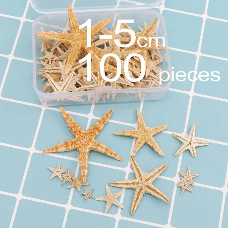 Hộp sao biển thật bằng resin epoxy dùng cho trang trí 1-5cm