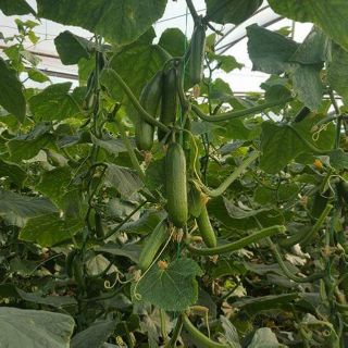 Hạt giống dưa chuột chùm F1