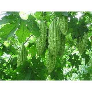 Hạt giống Mướp đắng