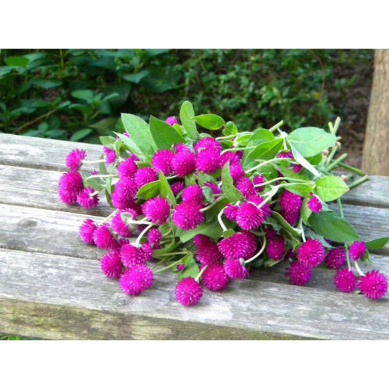 Hạt giống HOA CÚC Bách nhật màu tím - Gói 0,5 gram