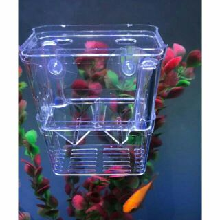 Lồng đẻ mika đơn và đôi dành cho guppy và betta , lồng đẻ cho cá