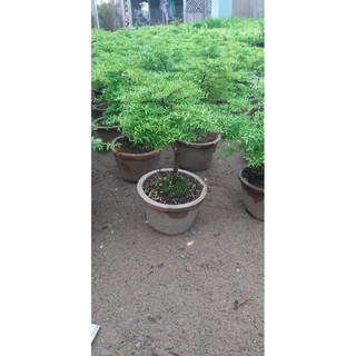 mai chiếu thủy kim dẻo(siêu kim,kim riêu)