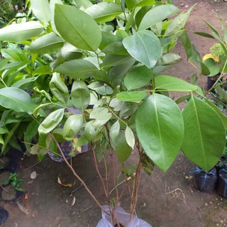 Cây Osaka vàng(muồng hoàng yến) cao 30-40cm