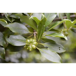 Hạt giống cây hồi dễ trồng - Tặng hạt giống ngẫu nhiên