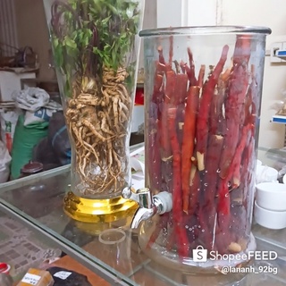 Sâm đương quy tây bắc 1 củ