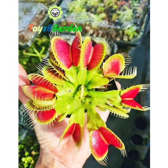 Cây Bẩy Kẹp Venus Flytrap cây bắt mồi cây ăn thịt côn trùng ruồi muổi kiến gián hàn tuyển size to đẹp