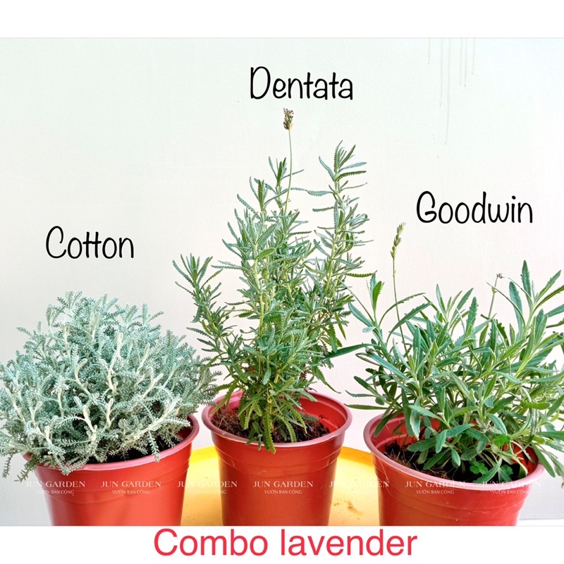 Chậu Hoa Oải Hương Lavender JUN GARDEN chịu nhiệt