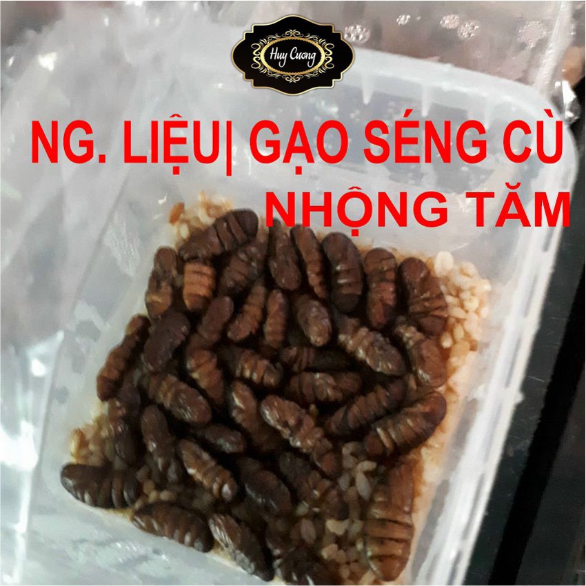 Đế Đông Trùng Hạ Thảo Nocovy Loại Thượng Hạng Sấy Khô Giúp T.ăng Cường Ph.ái Mạnh
