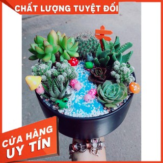 Chậu sen đá - xương rồng tiểu cảnh Nhiều Người Mua