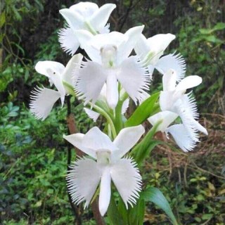 combo 10 khóm lan bạch hạc hải âu