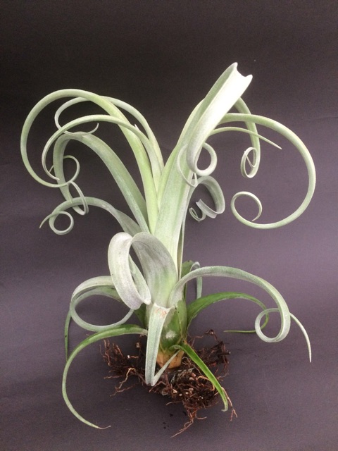 Cây không khí Tillandsia curly slim