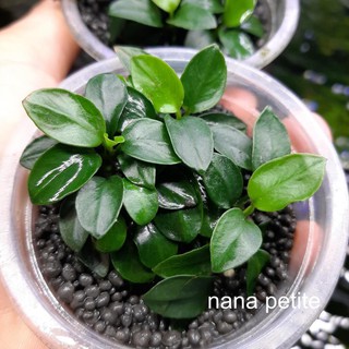 Cây Ráy Nana Petite - Cây Ráy Thuỷ Sinh