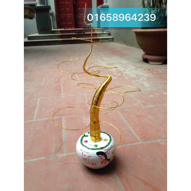 Thân cây tiền và chậu