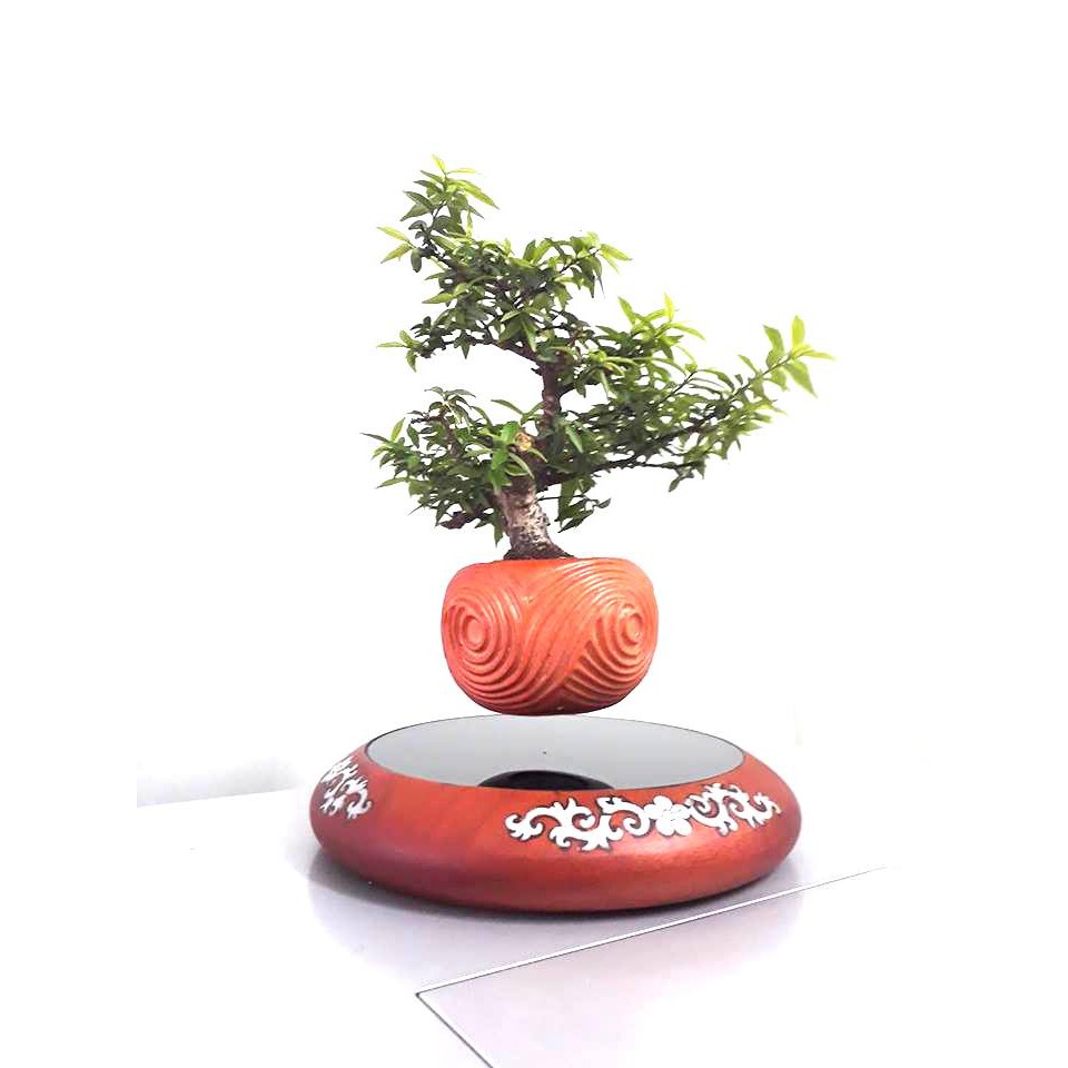 BONSAI BAY GỖ CẨN XÀ CỪ