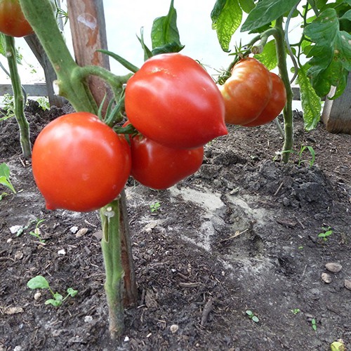 Combo 4 gói cà chua bi ( cà chua đen + bi vàng + bi đỏ và cà chua trái tim)