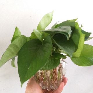 Cây trầu bà trồng thủy sinh (chậu khế)