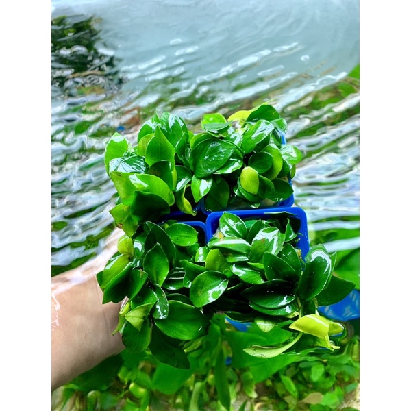 Cây Ráy Nana Lá Nhỏ