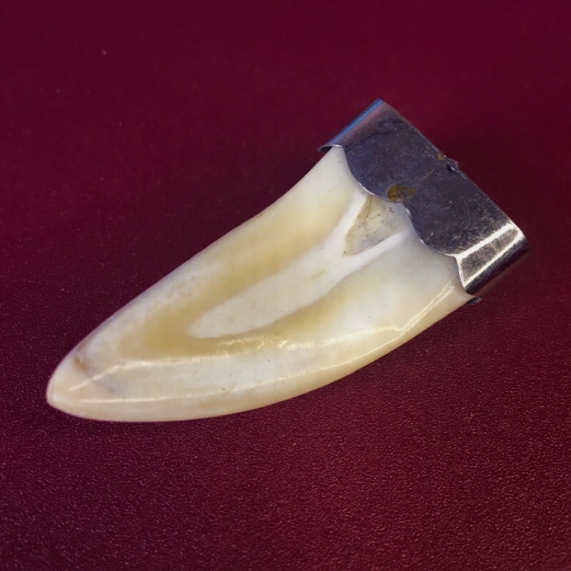 RĂNG NANH SIZE TRUNG LÀM MẶT DÂY CHUYỀN