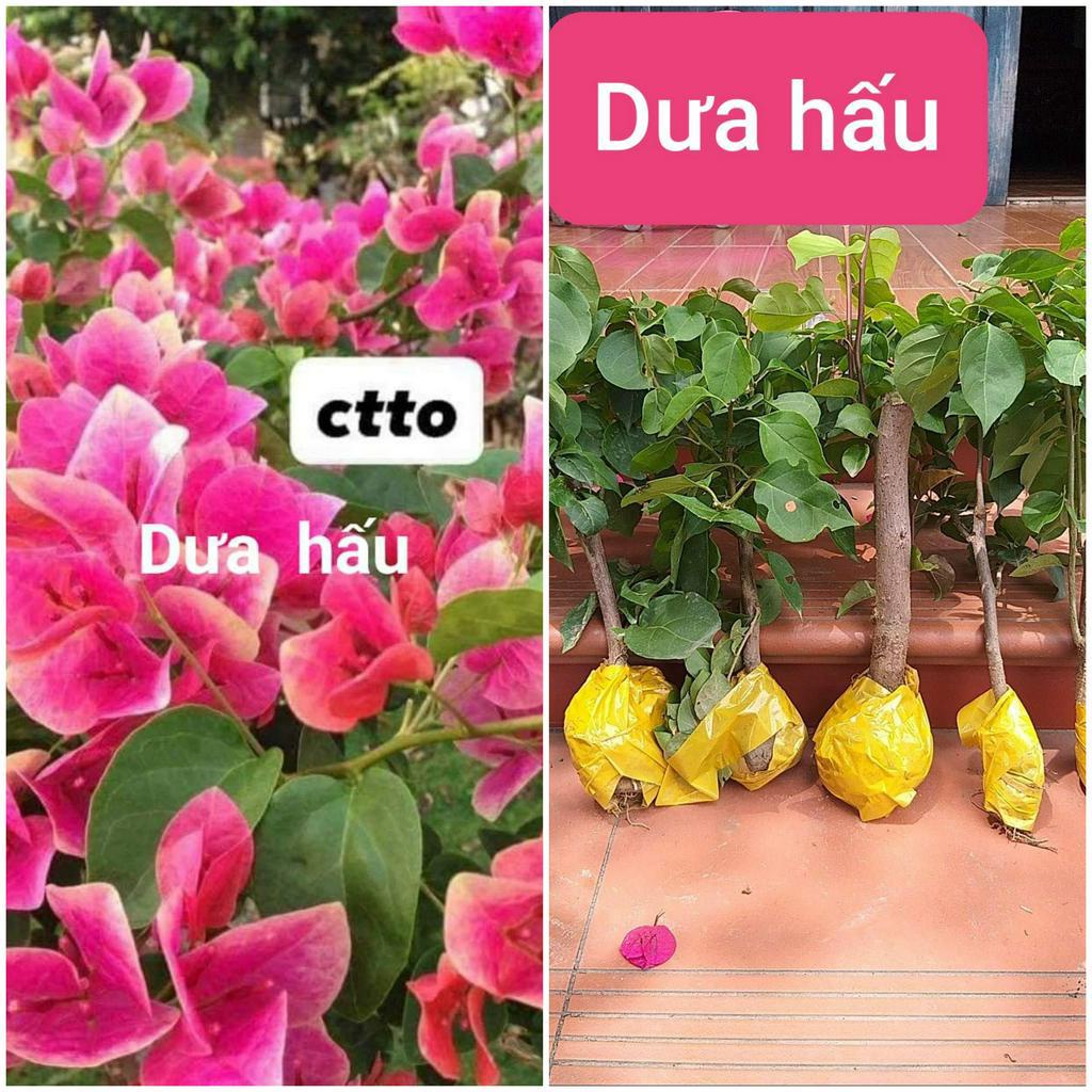 CÂY BÔNG GIẤY DƯA HẤU ĐỎ- chuẩn giống cao 30cm- sắp có hoa- cảnh quan sân vườn phong thủy-tặng kèm phân bón