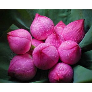 10 Hạt giống Sen ta (kèm Hướng dẫn ươm)
