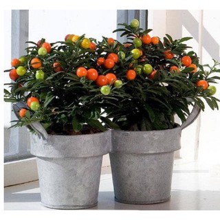 Hạt Giống Ớt Tròn /Ớt Kiểng Trái Tròn (30 Hạt) - [MUA 3 TẶNG 1 CÙNG LOẠI] - Dễ Trồng, Trái Nhiều, Cay Vừa Thơm Ngon