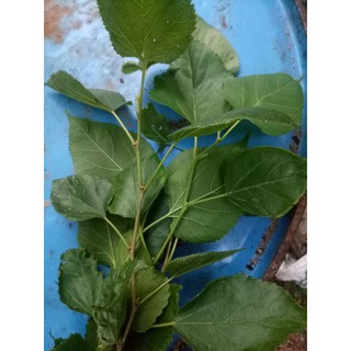 lá dâu tằm tươi 1kg đc rất nhiều