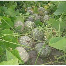 Hạt_Giống_Bí_Ngô_Đỏ 15 hạt ( tặng kèm kích mầm và phân bón )