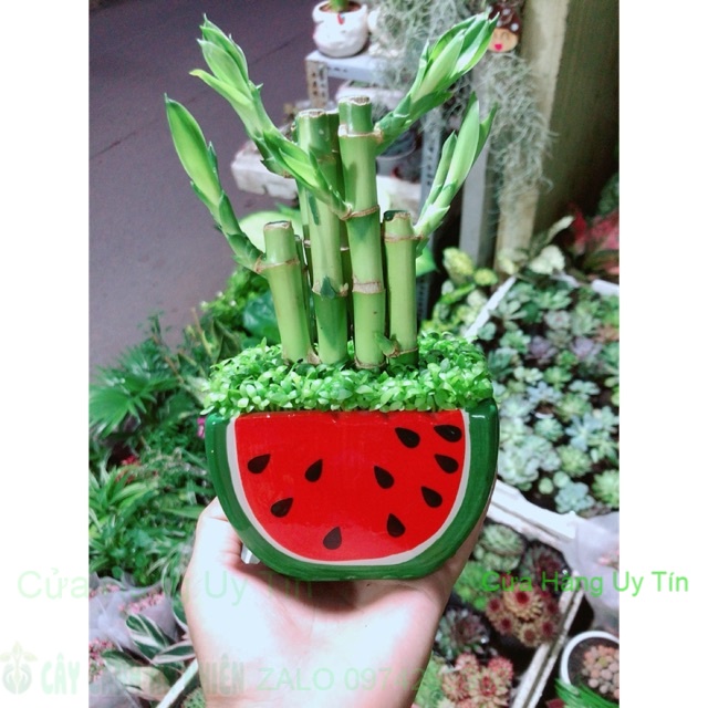 Chậu Trúc Phát Tài