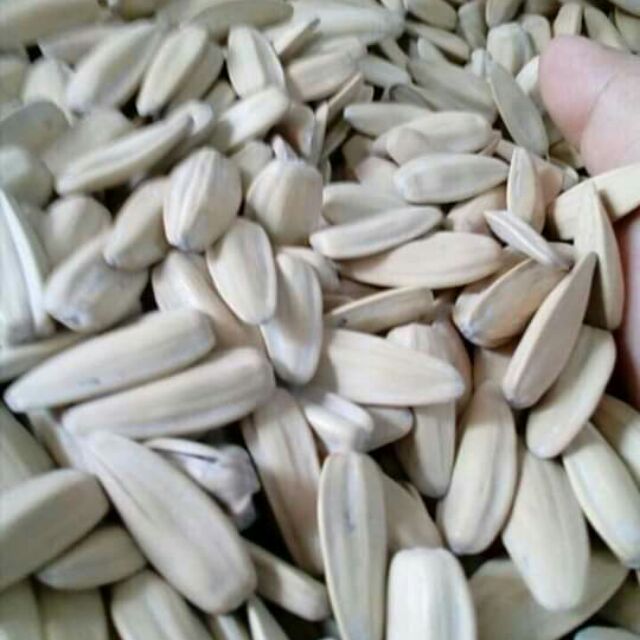 Sỉ 2 thùng (mỗi thùng 5kg= 10kg) Hướng dương trắng MẶN NGỌT SIÊU NGON