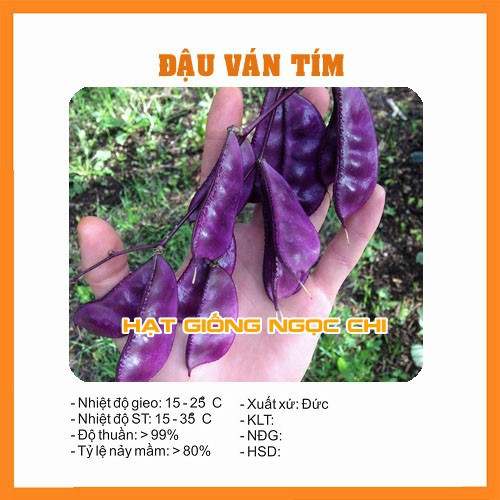 Hạt Giống Đậu Ván Tím - 10 Hạt