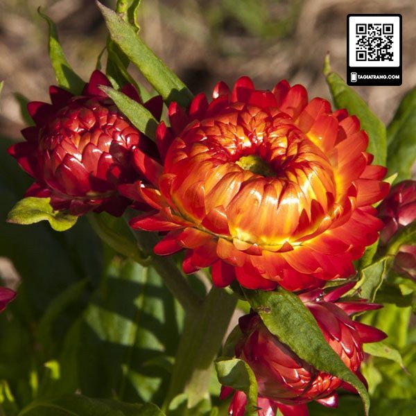 Hạt giống hoa cúc bất tử