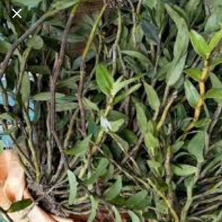 Hoàng thảo vạch đỏ.