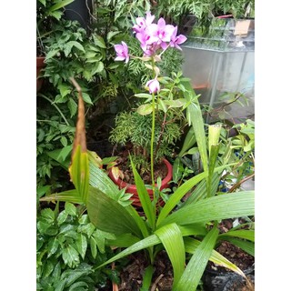 Hoa Địa Lan Chu Đình (Hoa màu tím cao từ 15cm-35cm)