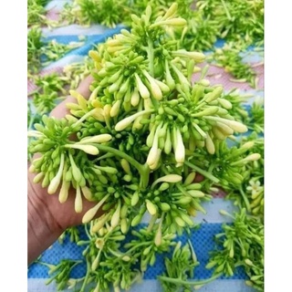 hoa đu đủ đực tươi