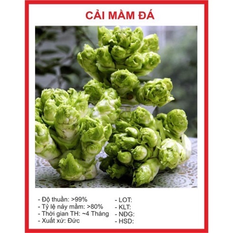 Hạt giống Cải Mầm Đá 0.2gr~40hạt