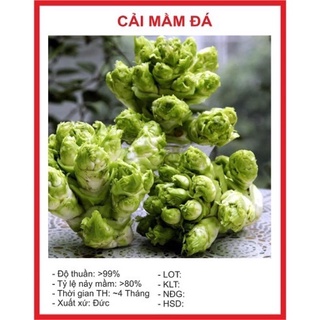 Hạt giống cải mầm đá 0.2gr~40hạt