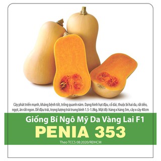 Hạt giống bí ngô mỹ da vàng 5 hạt