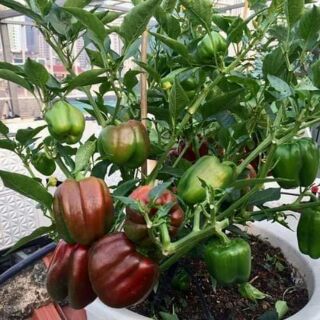 Hạt giống ớt chuông mix 20 hạt