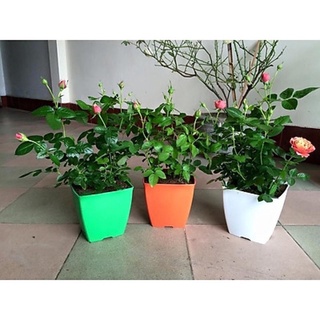 Chậu nhựa vuông V12