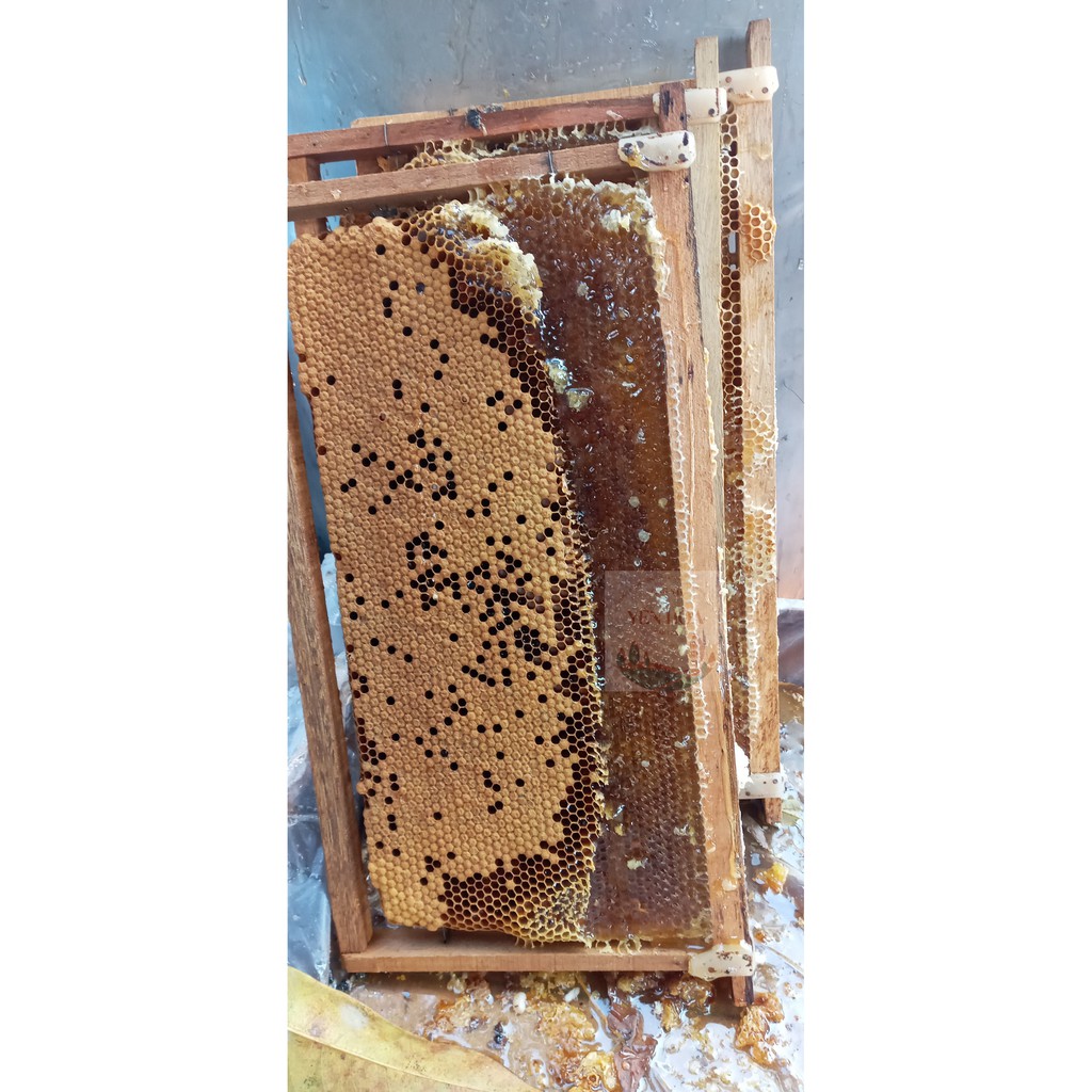 Mật ong hoa Cà Phê (1 lít ) trực tiếp từ trại ong DakLak | BigBuy360 - bigbuy360.vn