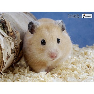 Chuột hamster bear ( vàng mơ )