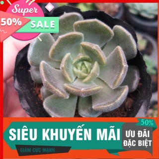 Sen nâu nhám