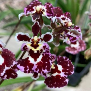 Vũ nữ bút chì giống