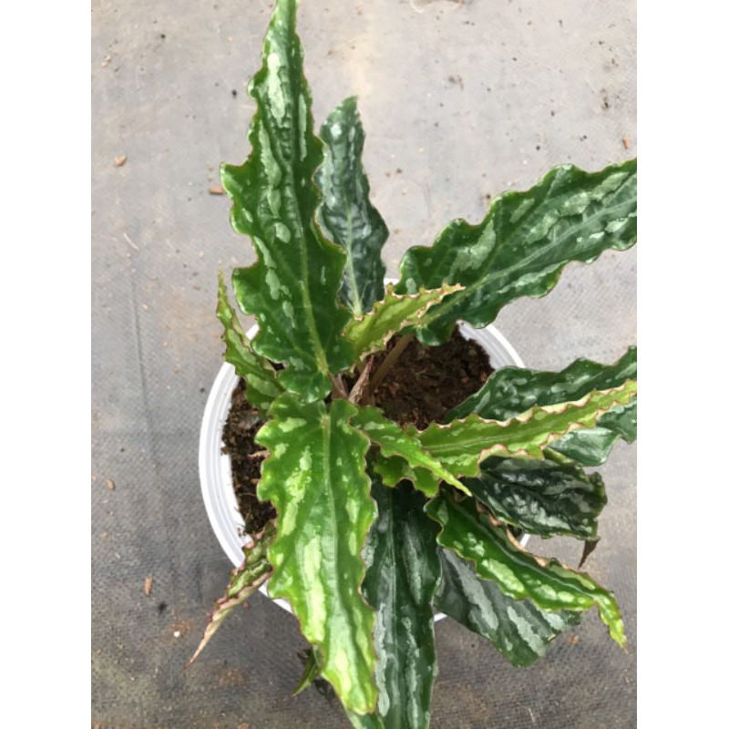 Chậu cứng Begonia sọc đốm