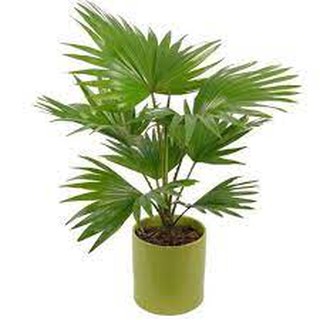 Cây Cọ Cảnh-Câygiống