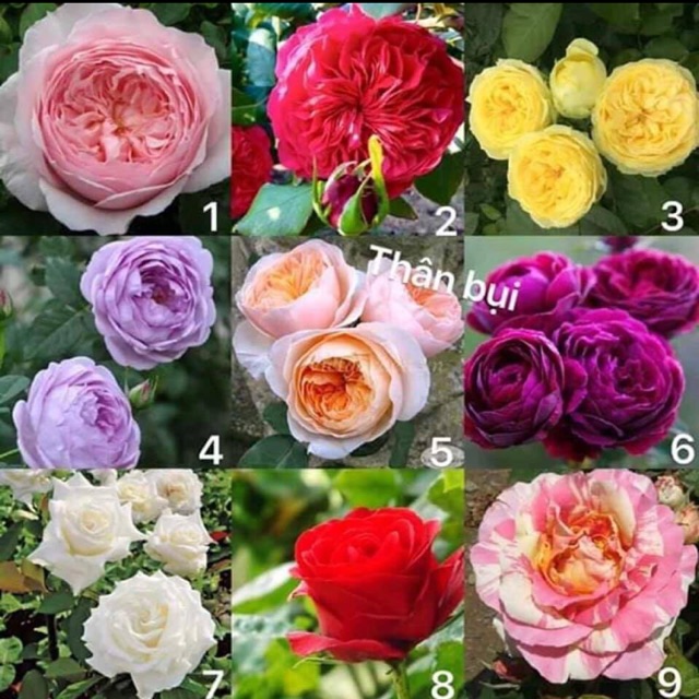 Gốc hoa hồng ngoại