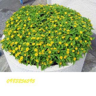 (Cực Rẻ) Hạt giống hoa cúc mặt trời gói 50 hạt xuất xứ Đức -thietbinhavuon- phanbonhoalan.