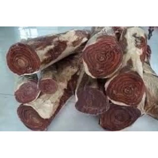 CÂY GIỐNG SƯA ĐỎ