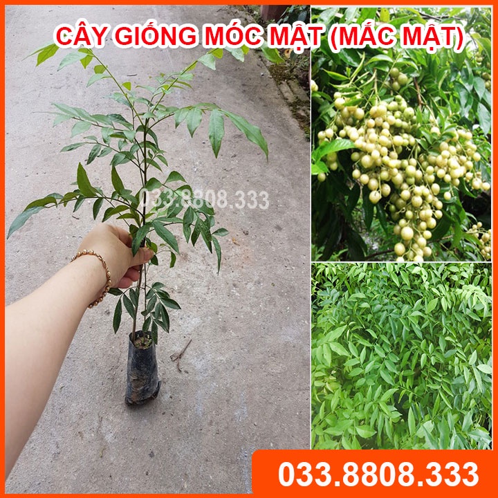 2 CÂY GIỐNG MẮC MẬT ( MÓC MẬT ) - CÂY TRỒNG ĐƯỢC TRONG CHẬU