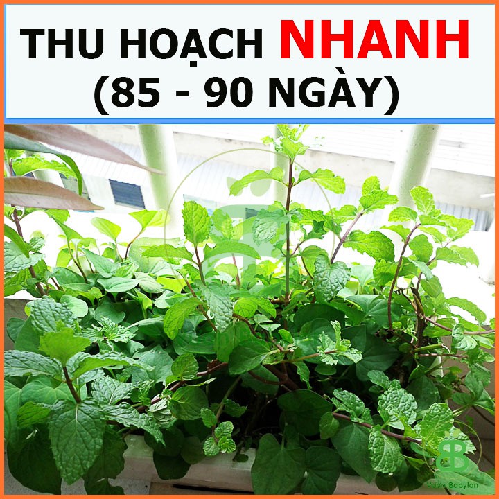 Hạt Giống Rau Húng Lủi (Bạc Hà Âu) 0,2G